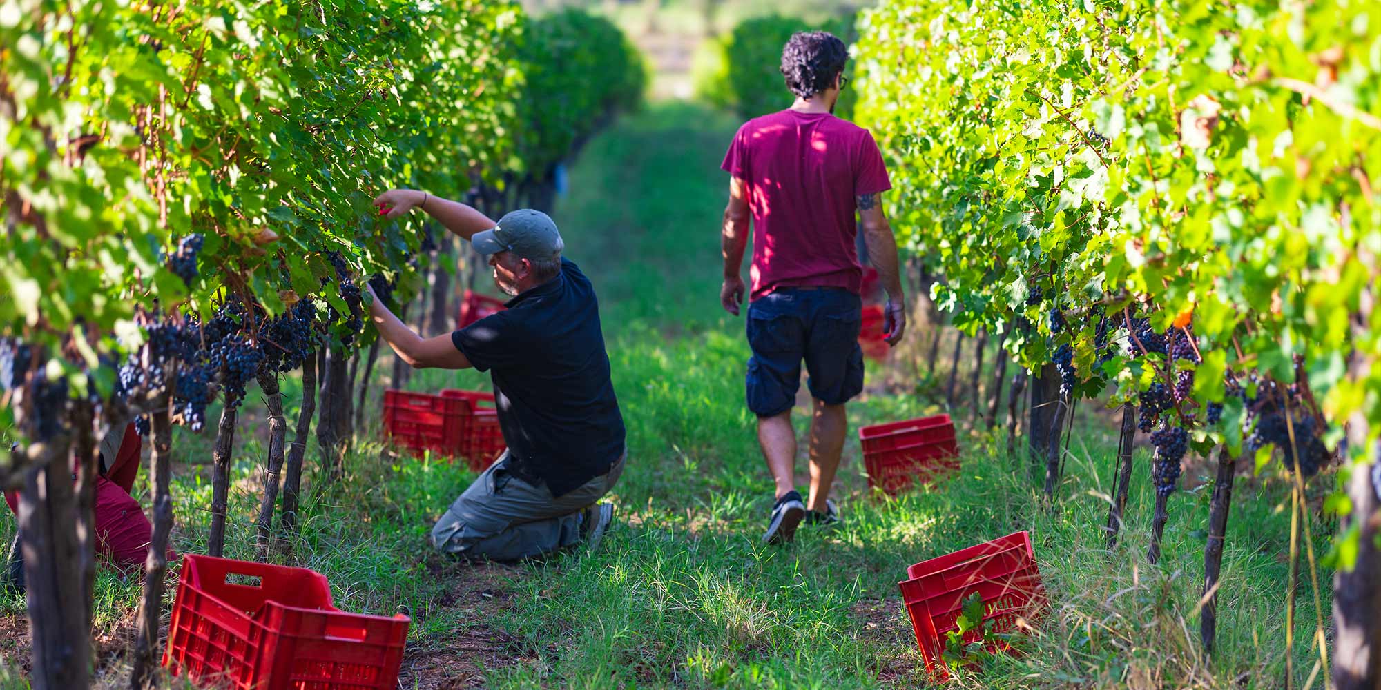 3-the-winery-Vergaia-Toscana-Bibbona-vini-vino-italia